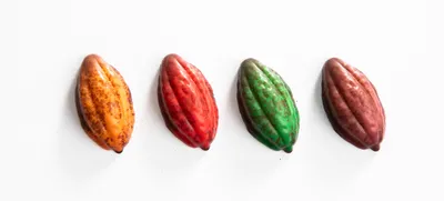 Cacao Bean Chocolanté