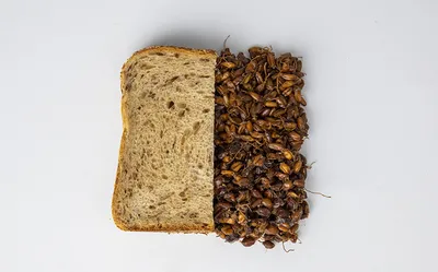 Softgrain Granos Germinados